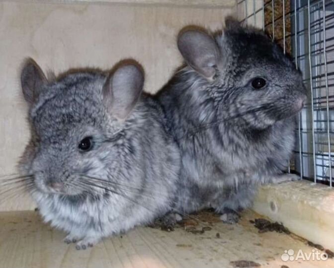 Шиншиллы кпа и носители кпа