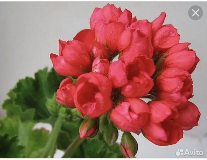 Тюльпановидная пеларгония