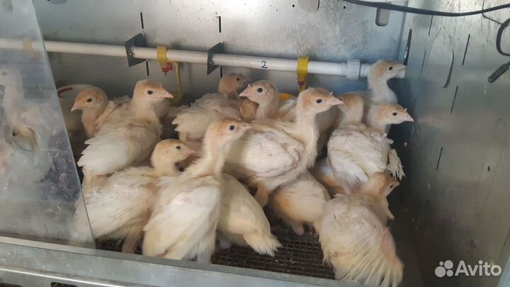 Индюшата хайбрид конвертер, возраст 5 недель