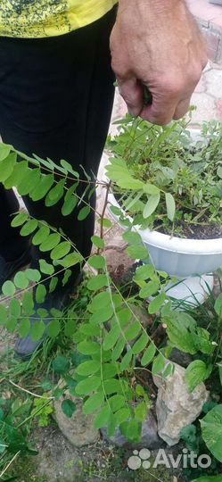 Робиния розовая