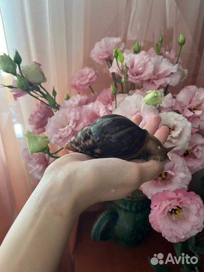 Улитки ахатины большие
