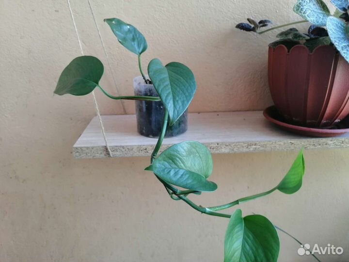 Сциндапсус