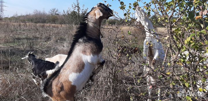 Телята, козлы