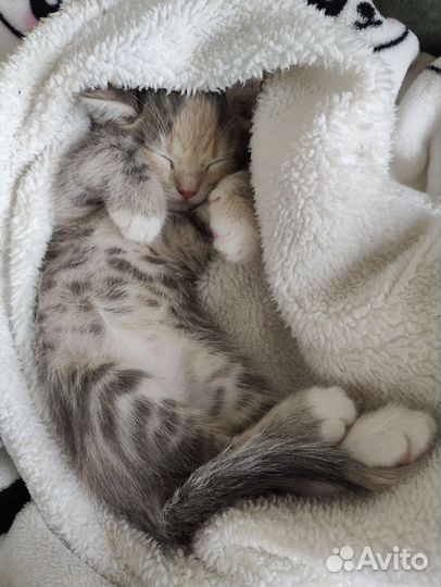 Котенок в добрые руки
