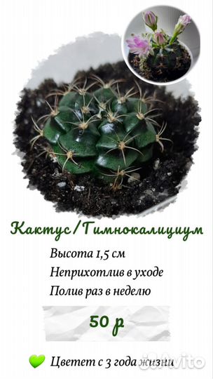 Кактус цветущий