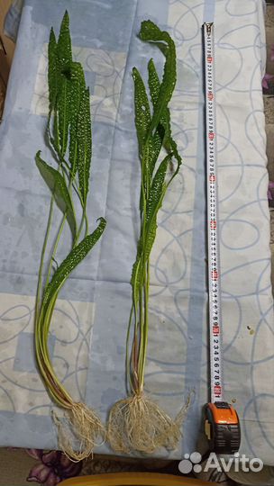 Аквариумные растения. Без со2