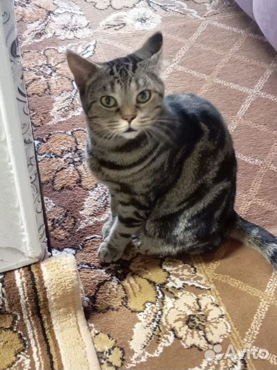 Британская кошка