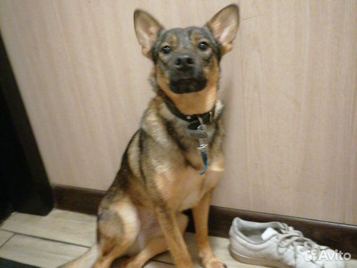 Отдам собаку в добрые руки, собака не кусается