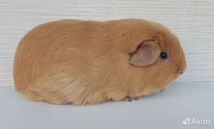 Морские свинки