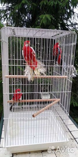 Попугай Розелла