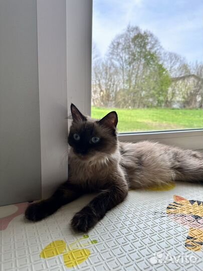 Невская маскарадная кошечка