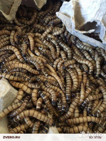 Кормовые насекомые