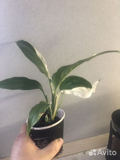 Спатифиллум пикассо