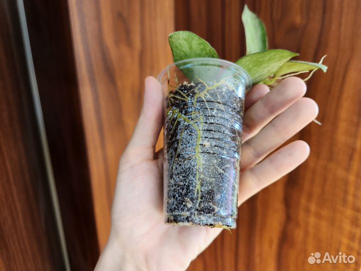 Хойя николсона нью гвинея ГОСТ