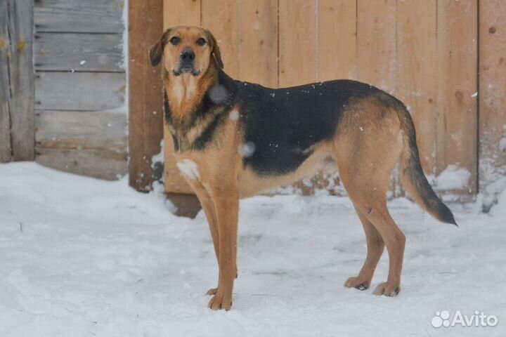 Зак,метис гончей в дар