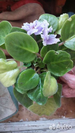 Фиалки продажа