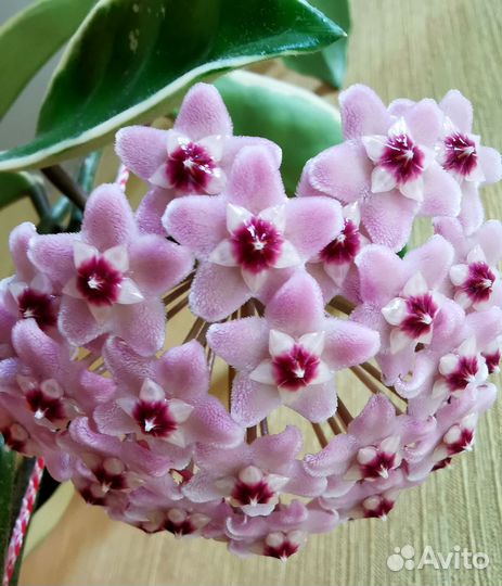 Хойа Crimson Queen