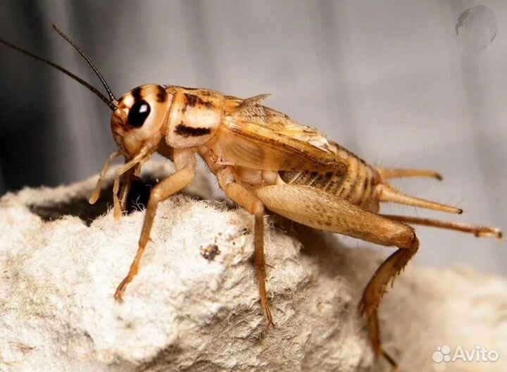 Сверчки кормовые