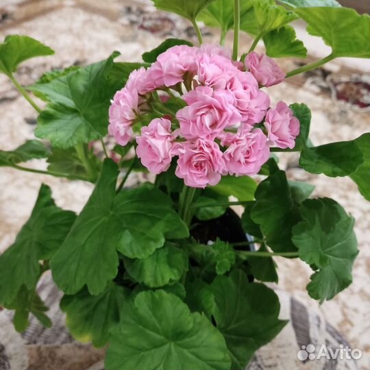 Герань пеларгония розебудная