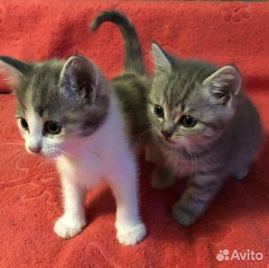 Котята в добрые руки