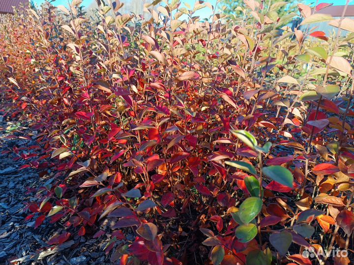 Кизильник блестящий