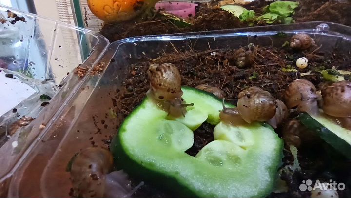 Улитки ахатины бесплатно