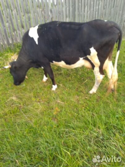 Корова дойная