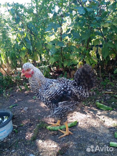 Продам молодую птицу