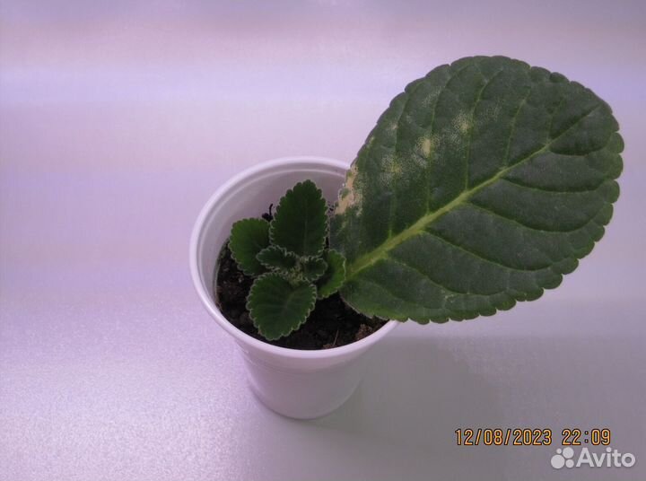 Комнатные цветы глоксинии (взрослые, ук.листья)