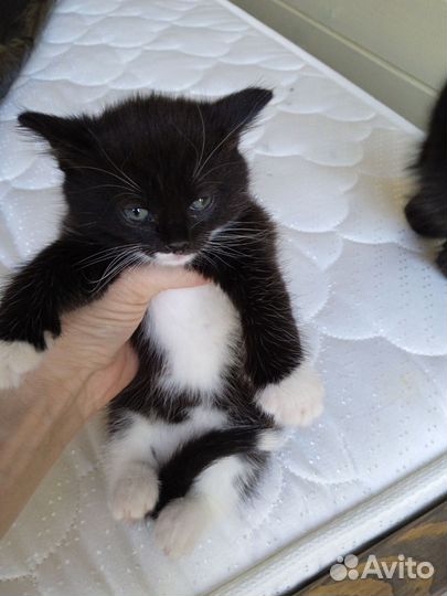 Кошка в дар