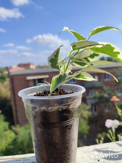 Фикус бенджамина пестролистный Старлайт