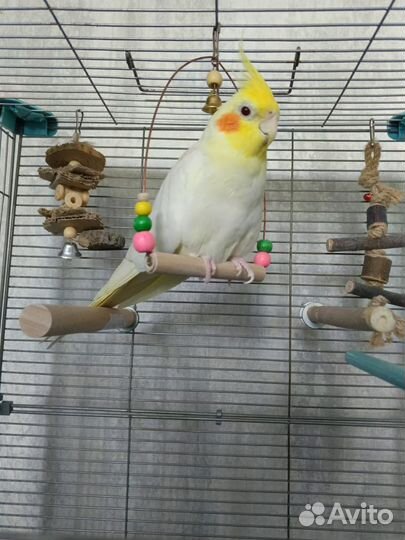 Попугай корелла с клеткой