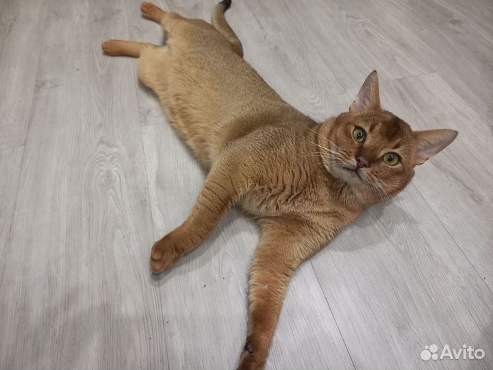 Вязка Чаузи F3 (Абиссинская)