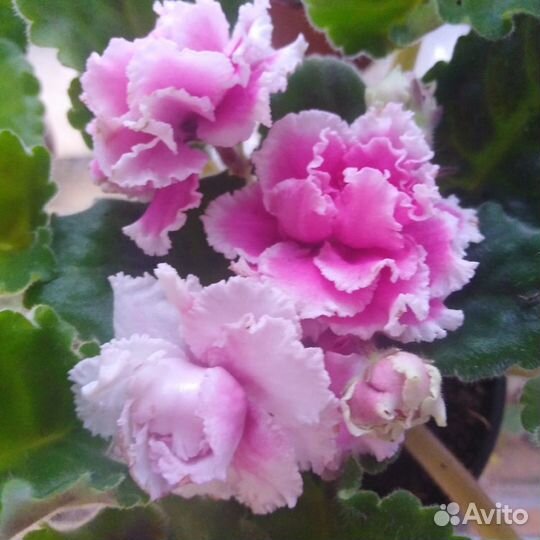 Сенполии фиалки детки и цветущие