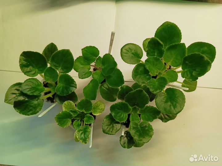 Наборы деток сортовых фиалок