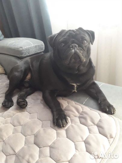 Мопс вязка мальчик