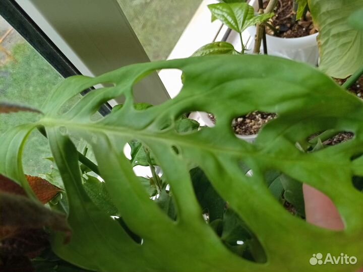 Монстера фридрихшталя