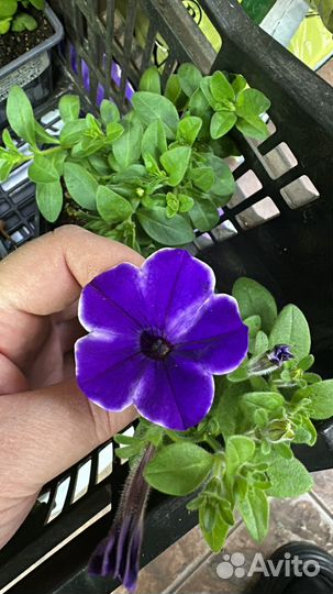 Вегетативная петуния