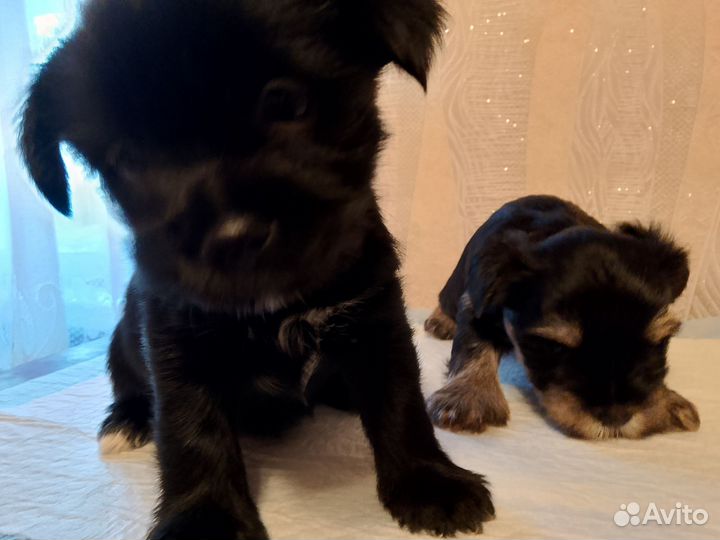 Йоркширский терьер мини щенки