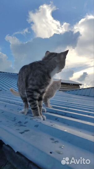 Котик молоденький