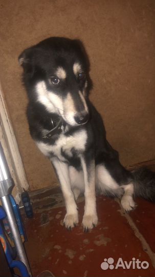 Хаски в добрые руки