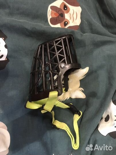 Амуниция для собак