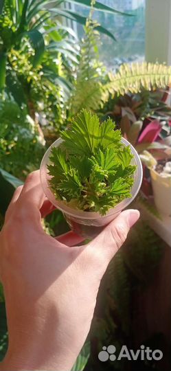 Пеларгонии