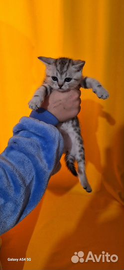 Шотландские котята