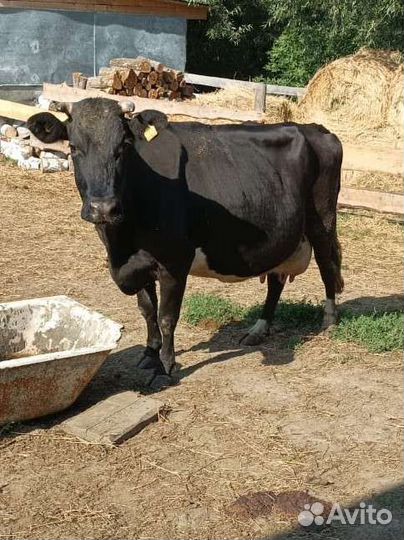 Коровы дойная молочная