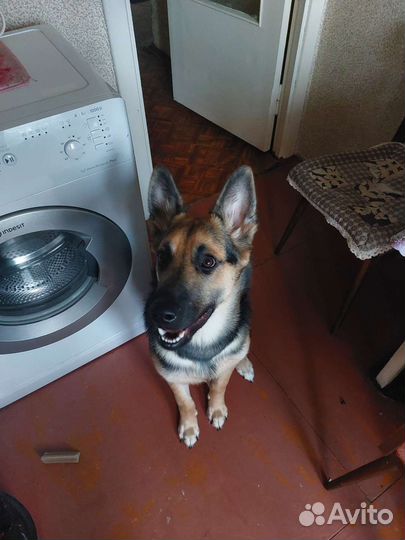 Собака метис