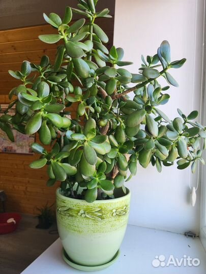 Крассула толстянка