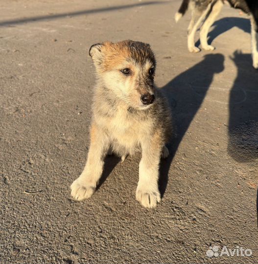Отдам бесплатно собачек