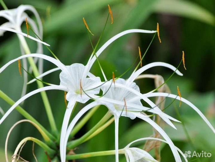 Гименокаллис