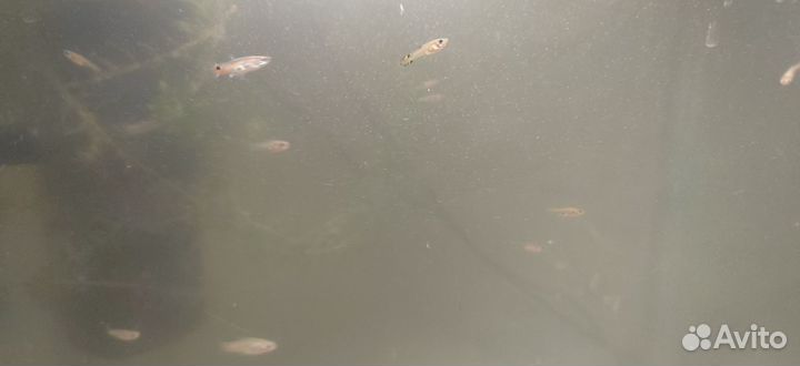 Молодь гуппи